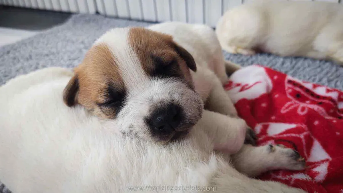 Fiona sleeping on sibling