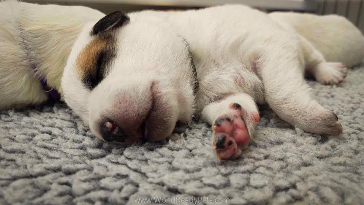 Puppy lying on his side