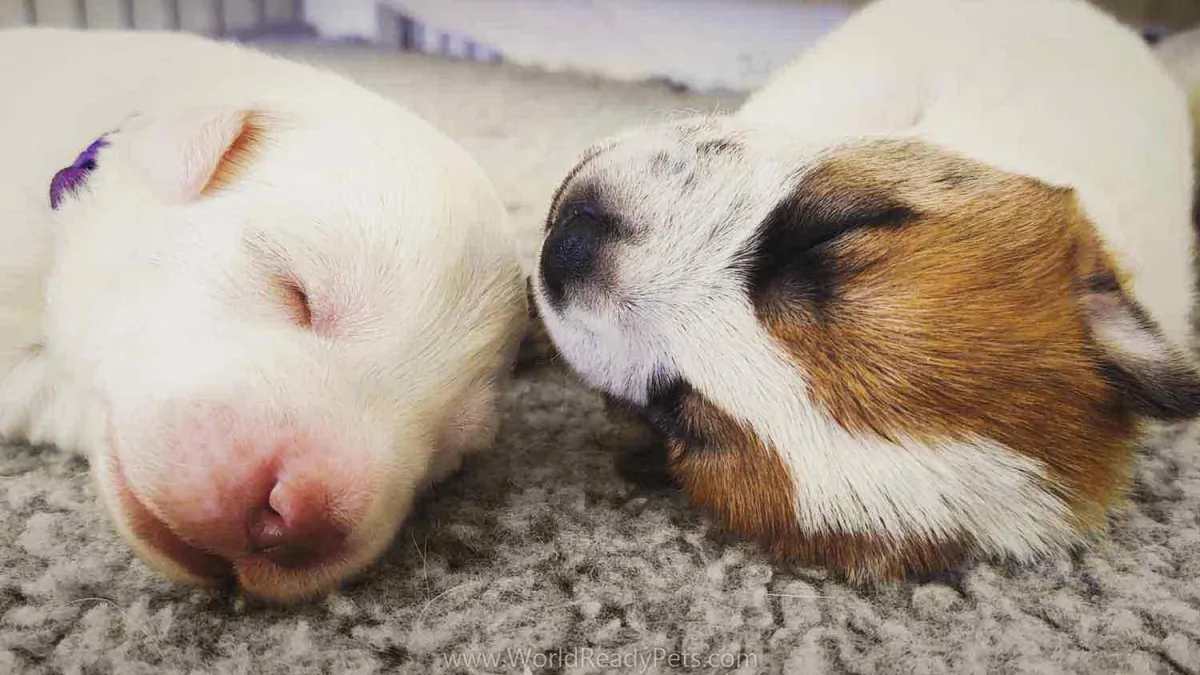 Two puppies sleeping next to each other