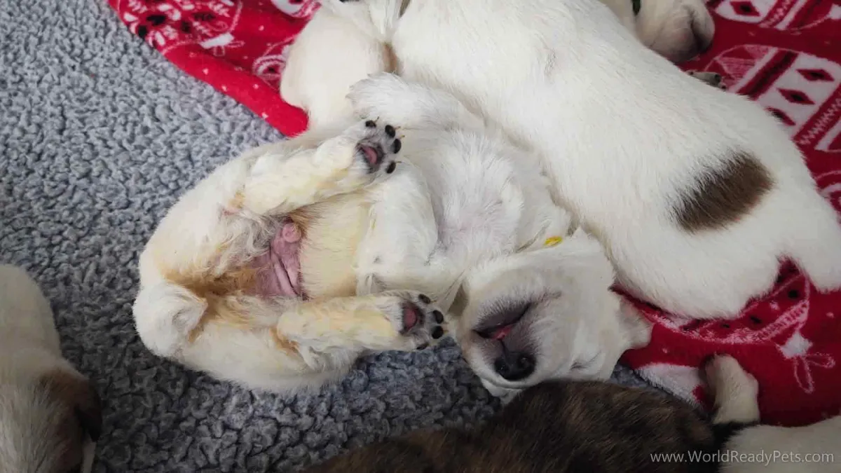 White puppy sleeping on his back
