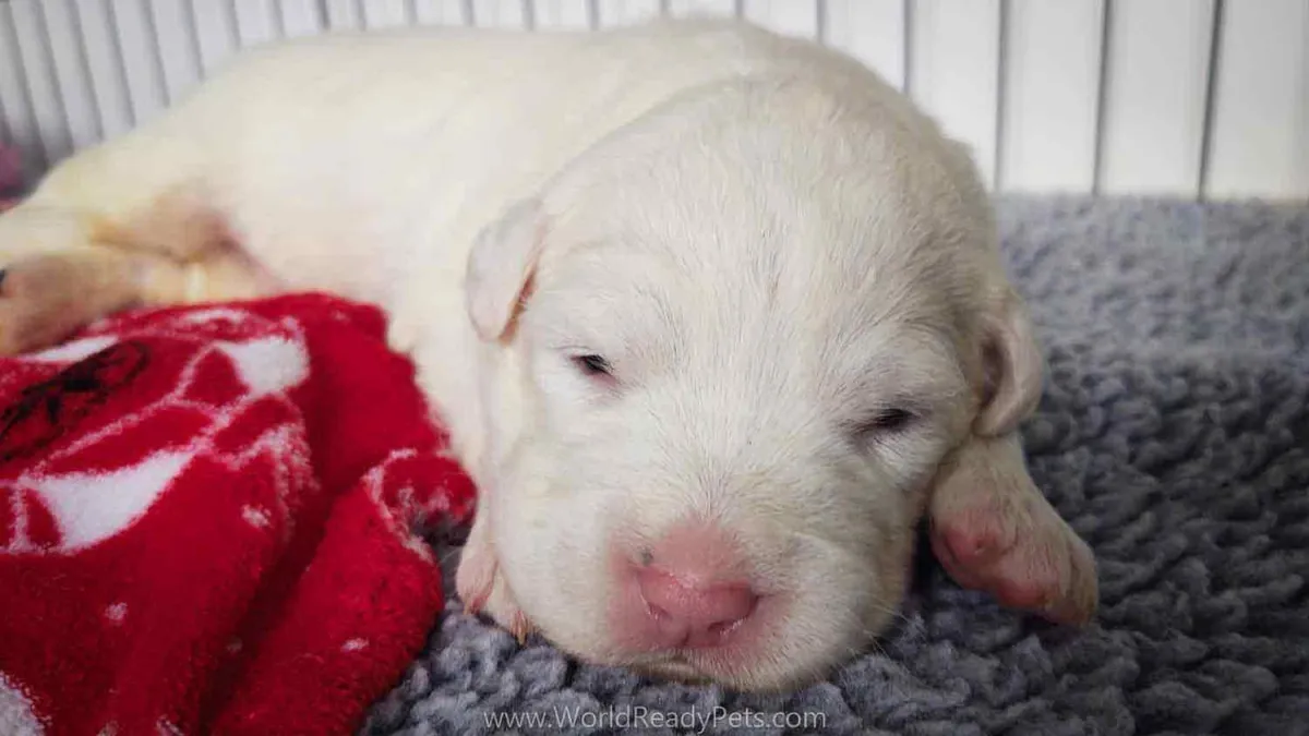 White puppy laying next to red blanket
