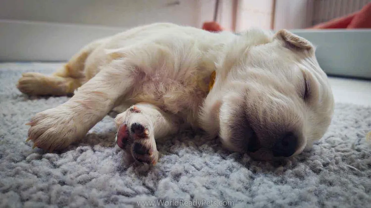 Young white puppy sleeping