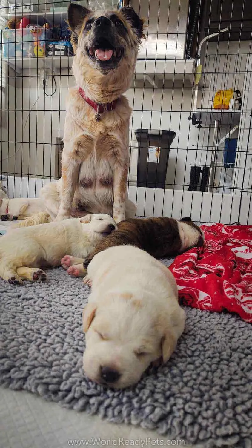 Mama dog sitting with her sleeping puppies