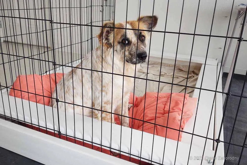 Dog in whelping pen