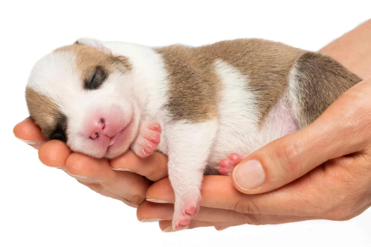 Newborn puppy in hands
