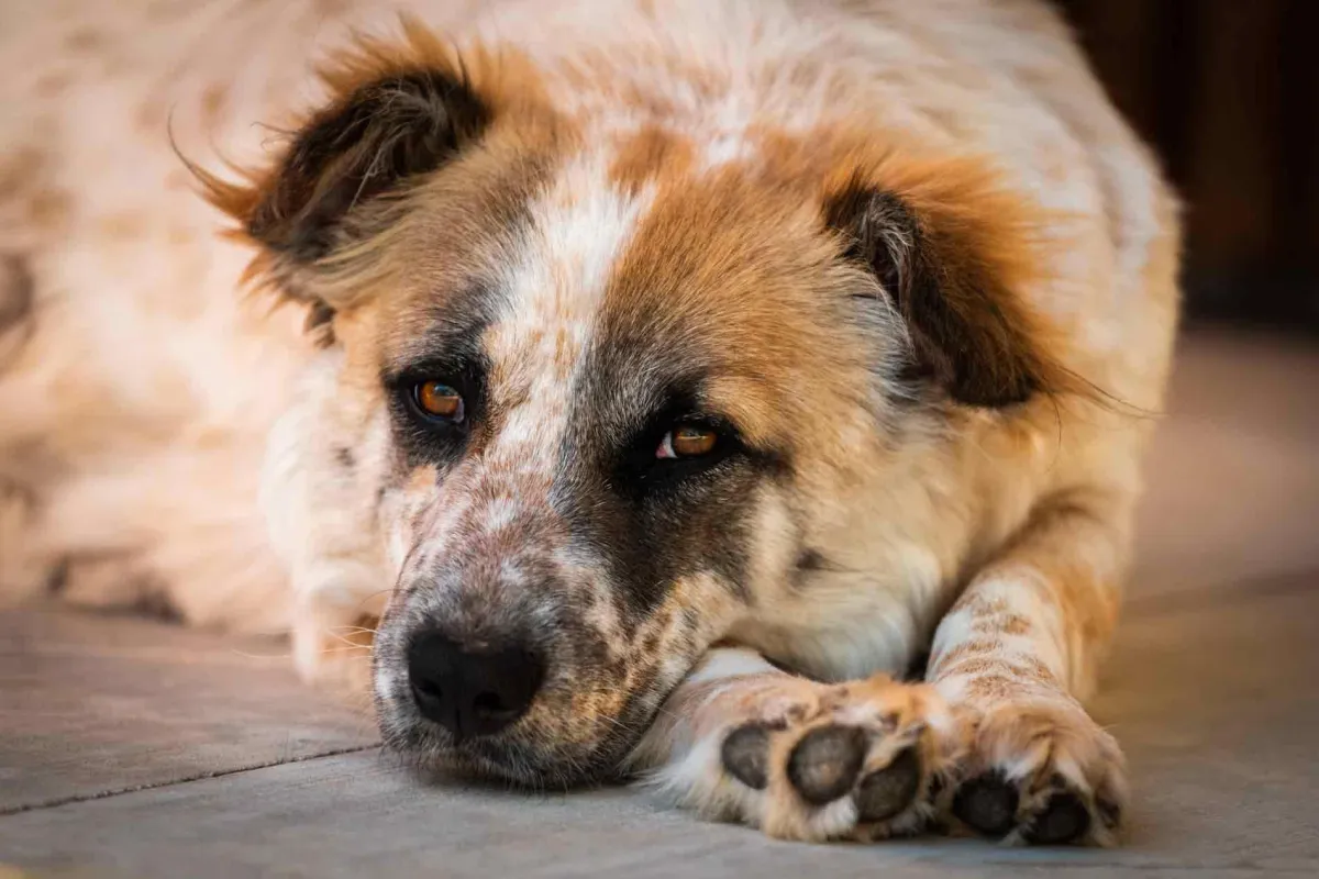 Dog laying with chin on leg