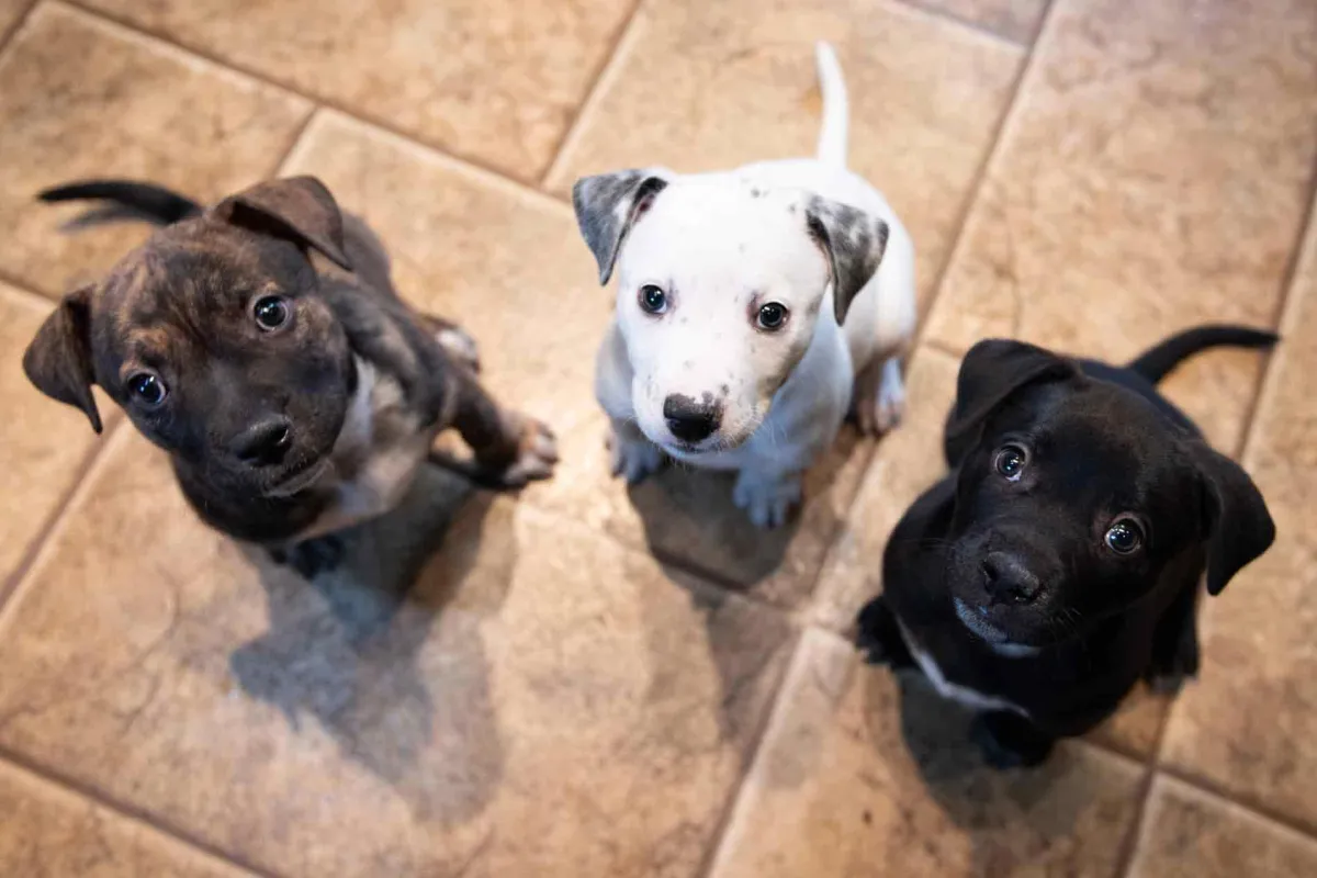 Three puppies looking up at camera