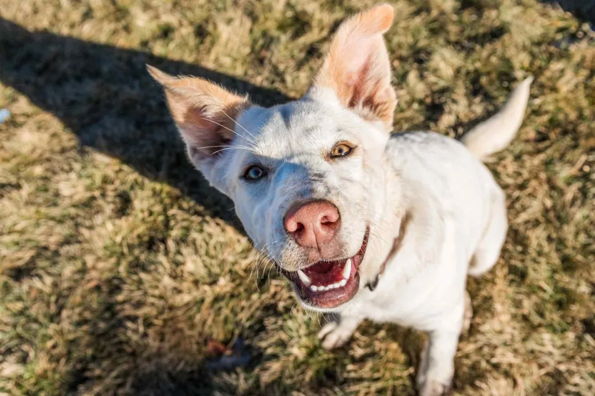 Young white dog look up at camera