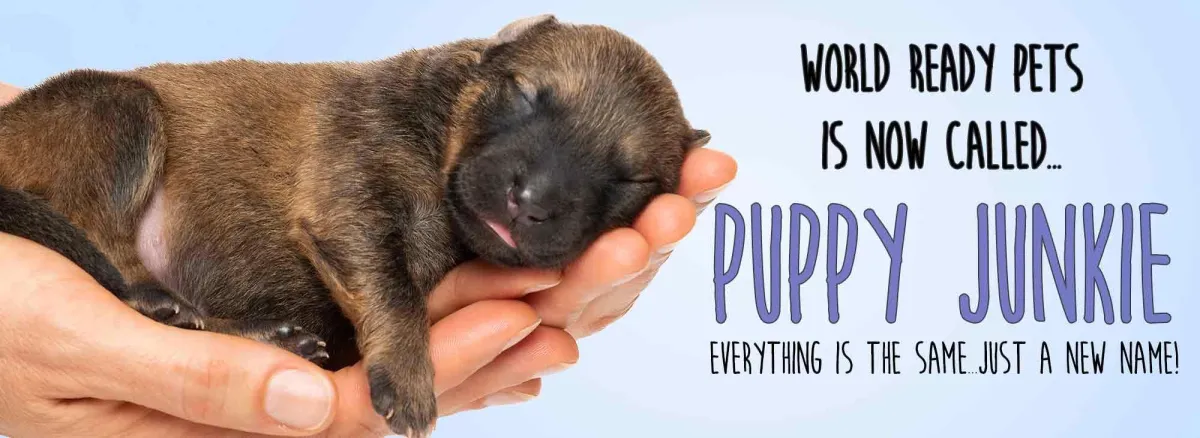 Brown puppy being held in hands