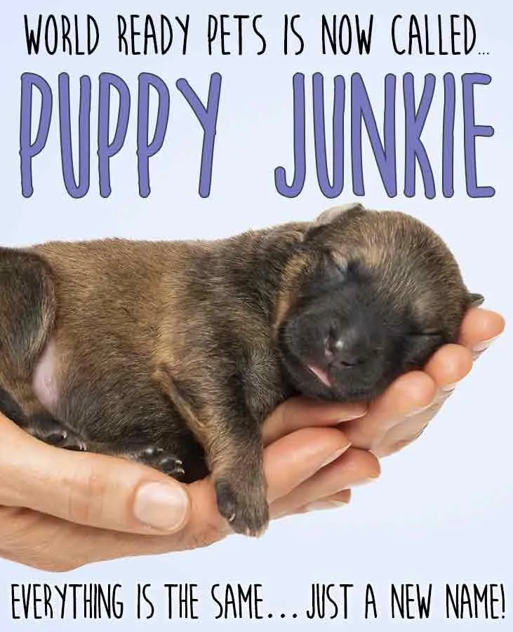 Brown puppy being held in hands