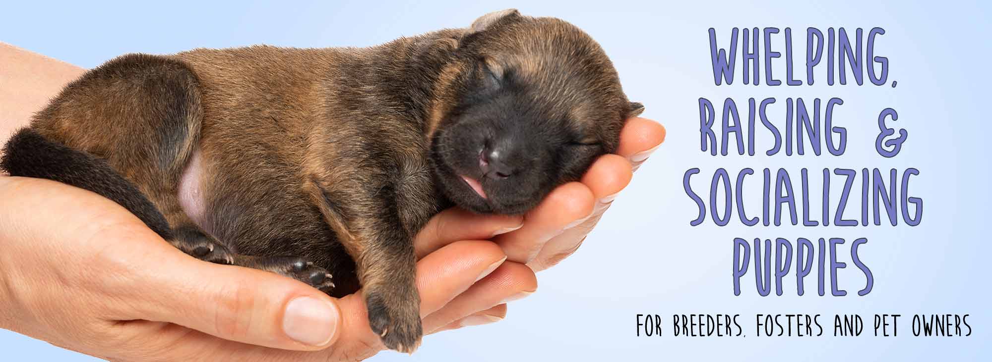 Brown puppy being held in hands