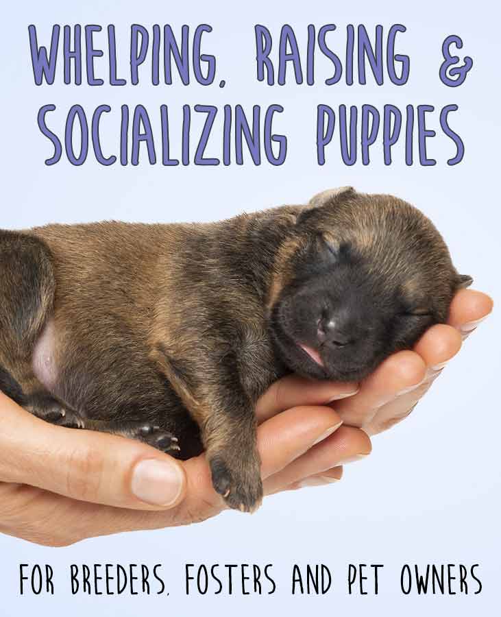 Brown puppy being held in hands