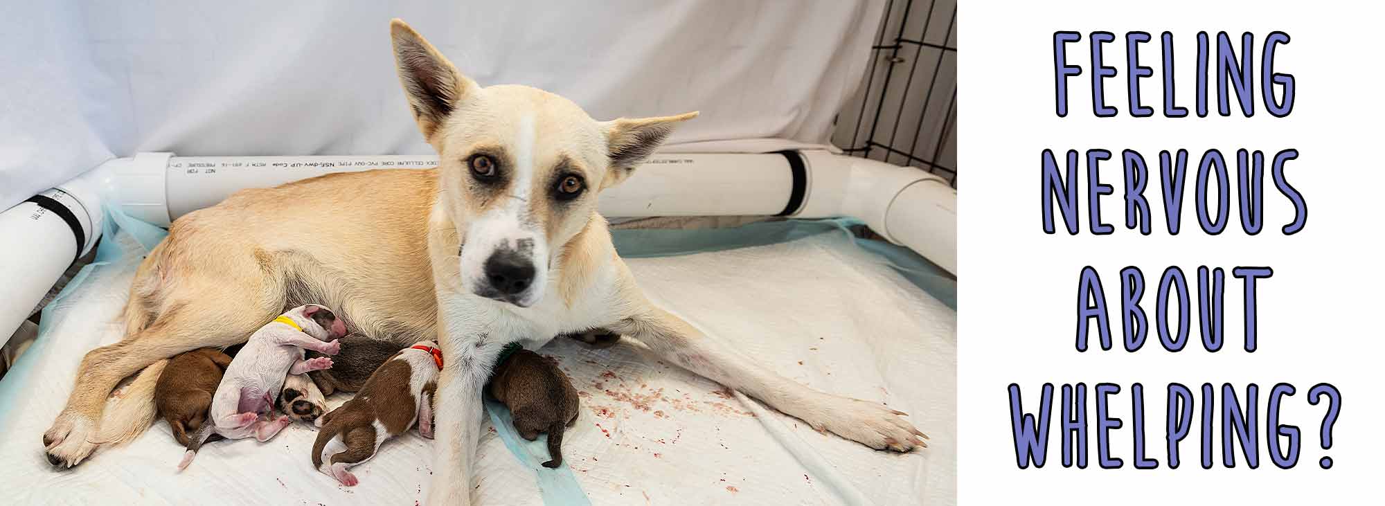 Brown puppy being held in hands
