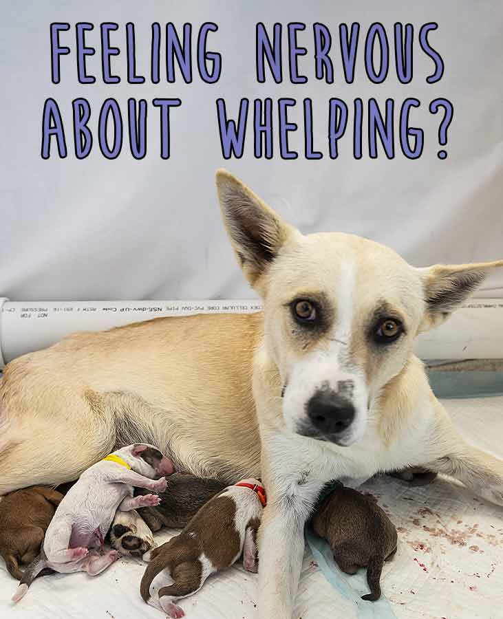 Brown puppy being held in hands