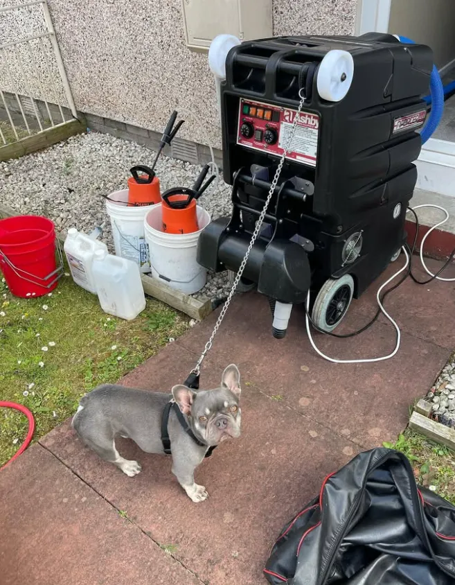 Pet Stain and Odour Removal in Glasgow