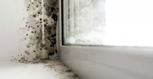 Mold remediation