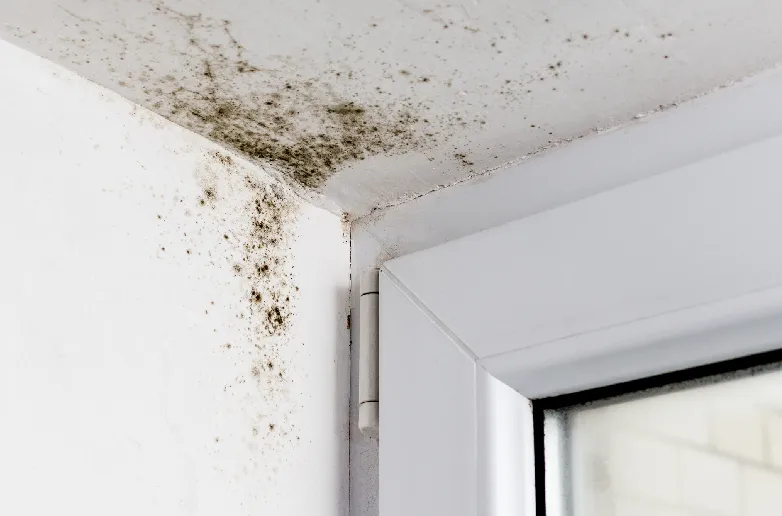 Mold remediation