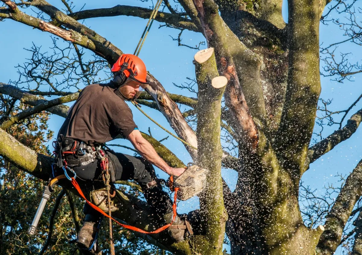 Safe Hazardous Tree Assessment and Emergency Tree Services by Allin Stump & Tee