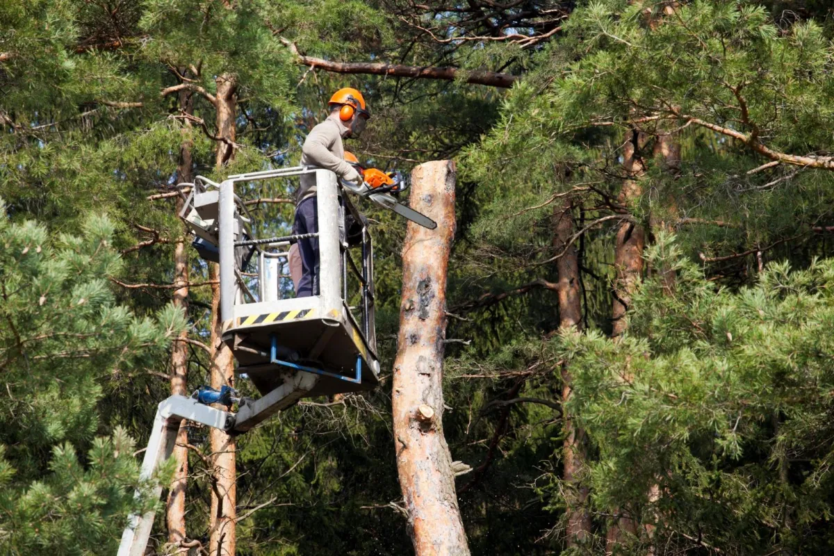 Expert hazardous tree removal in Hanover, NH, with advanced equipment ensuring property safety by Allin Stump & Tree LLC
