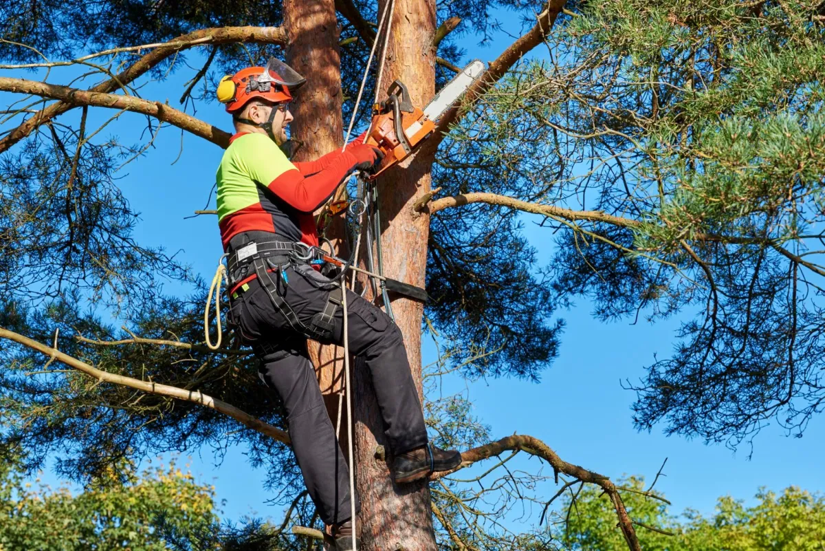 Professional tree trimming service by Allin Stump & Tree LLC, in Plymouth NH