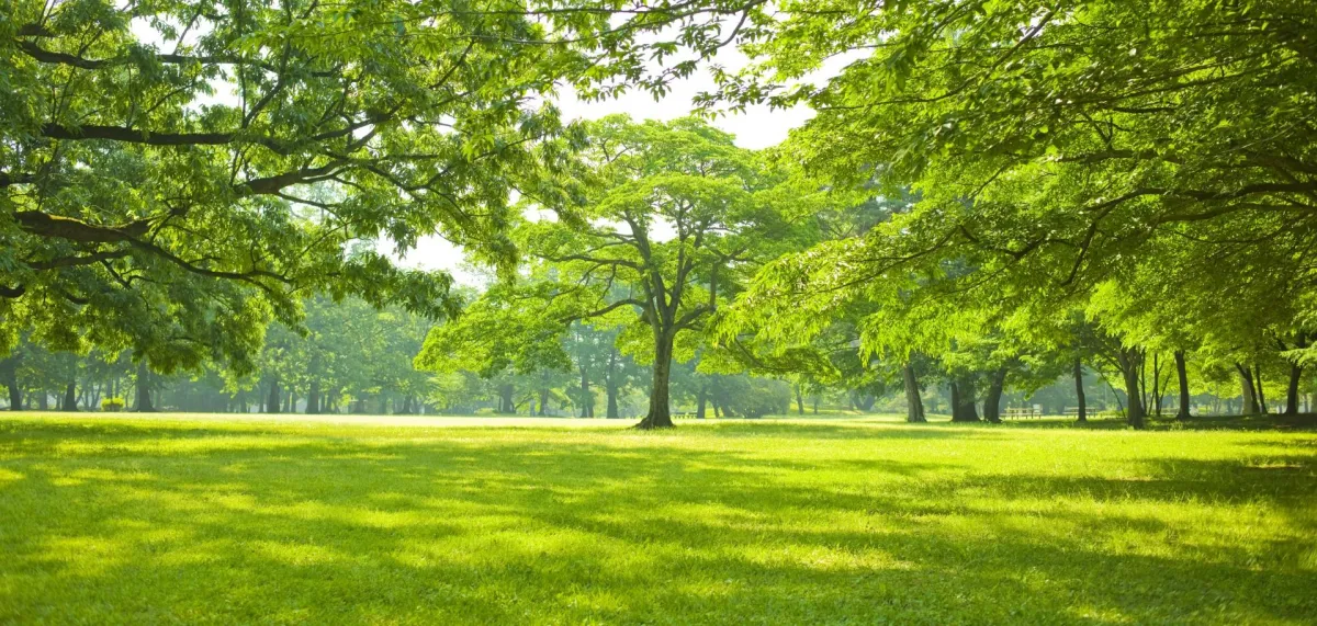 professional tree removal service by Allin Stump & Tree LLC