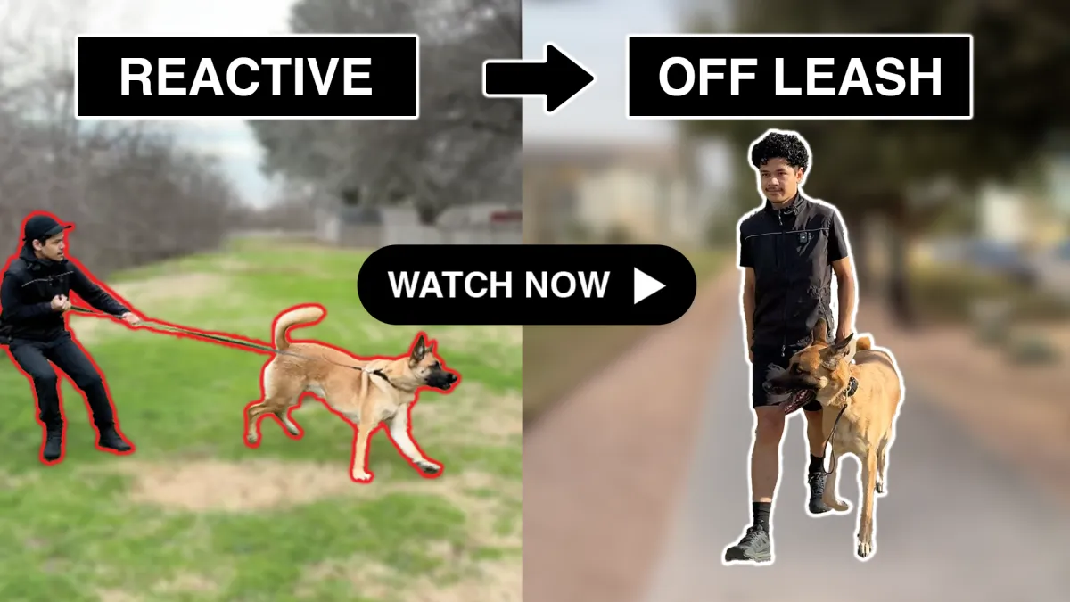 Hamilton Dog Training