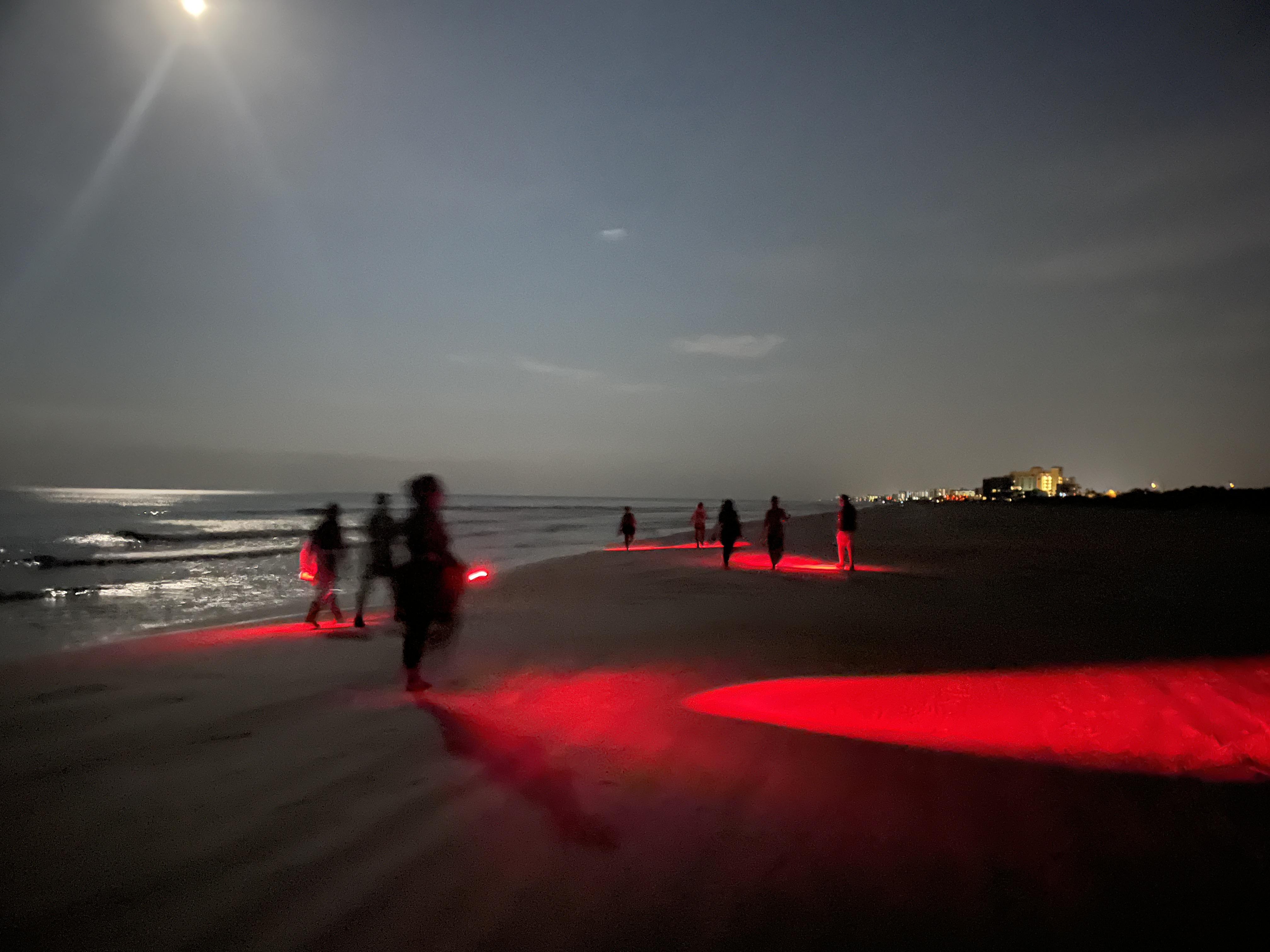 Turtle Night Walk