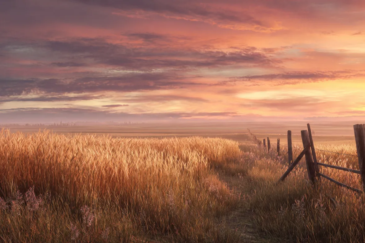 Photorealistic landscape, golden hour sunrise over a vast wheat field, a worn wooden fence line leading toward the horizon, warm amber and honey-colored light pouring through the wheat stalks, soft morning mist rising gently, the sky painted in oranges and soft pinks, cinematic wide shot, depth and texture in the foreground, the feeling of walking into a new beginning, ultra detailed 8k, natural lighting, peaceful and expansive