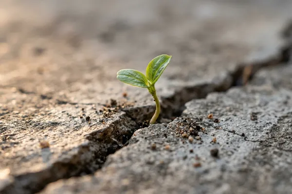 Single green sprout breaking through a crack in dry concrete in morning light — one small decision creating outsized change / The Morning Motivator