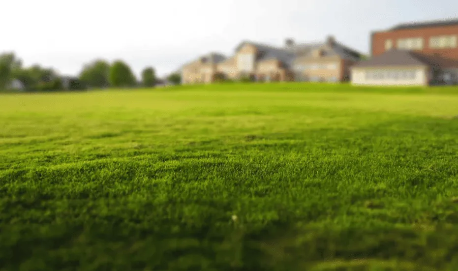 Precision Mowing & Edging