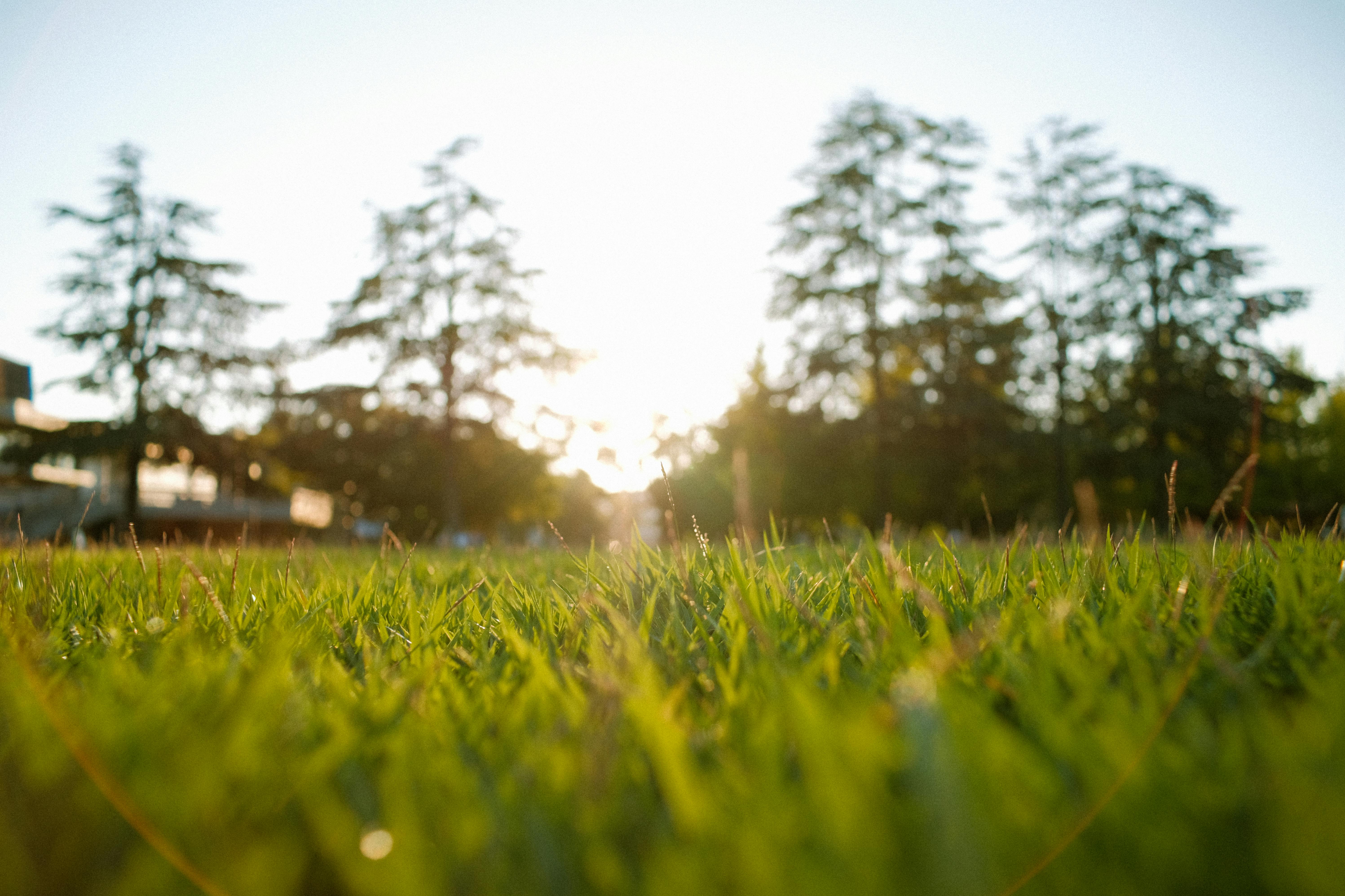 Seasonal Lawn Restoration