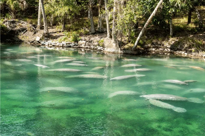 Ozona Blue Spring State Park in Ozarka, Florida has a bioluminescent beach that you need to see