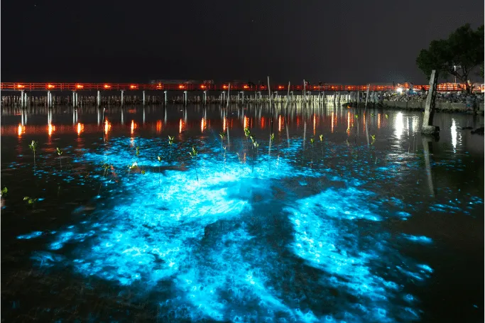 Glowing Waters Kayak Tours in Tampa Bay, Florida has a bioluminescent beach that you need to see