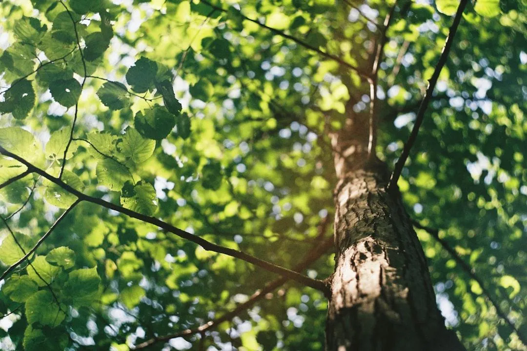 brown tree trunk on green grass field