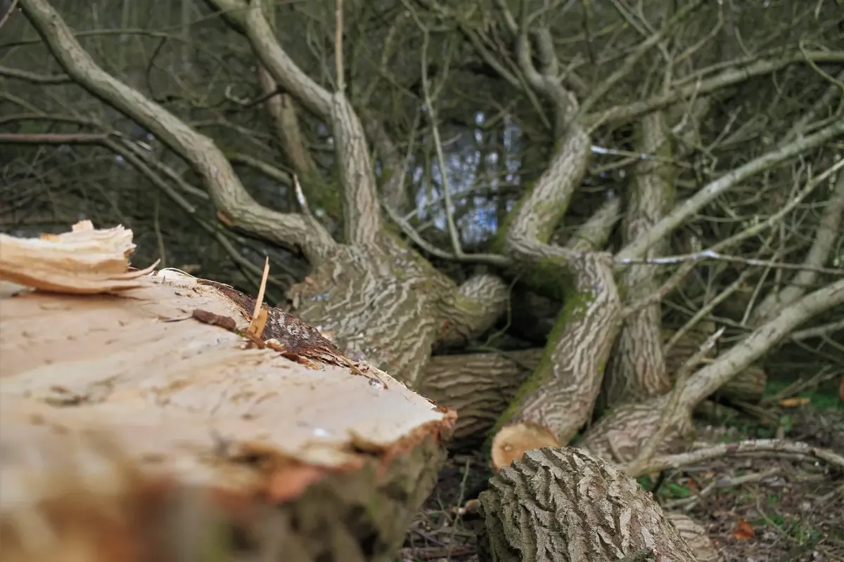 brown tree trunk on green grass field