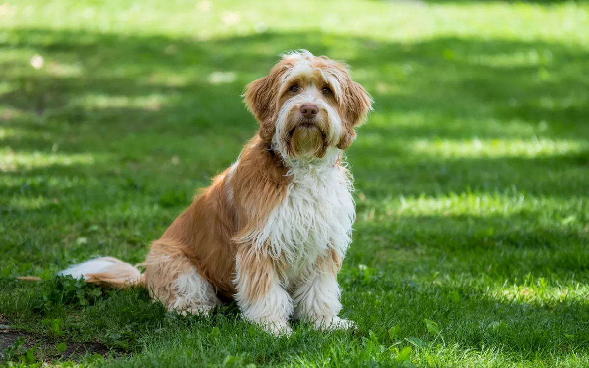 a dog with a toy in its mouth