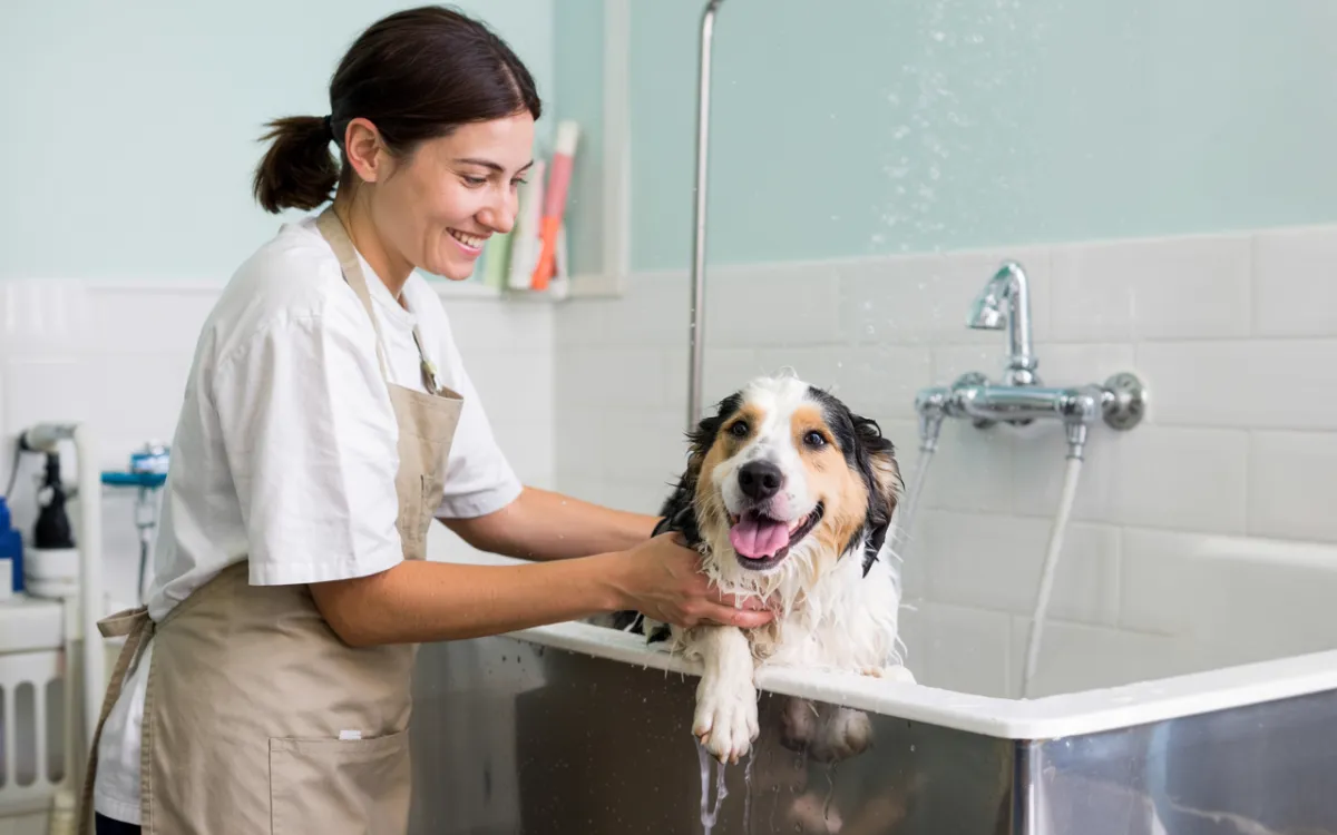 adultgolden retriever