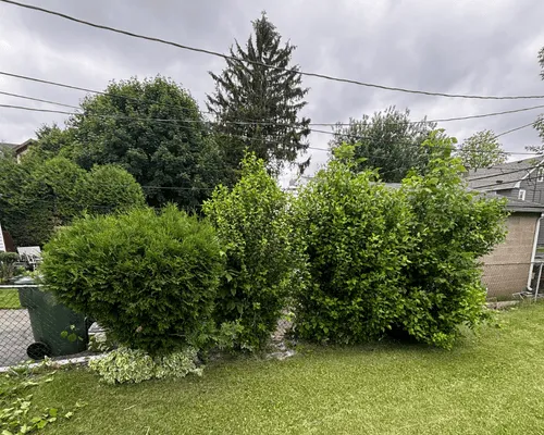 Seasonal Yard Cleanups in Rochester