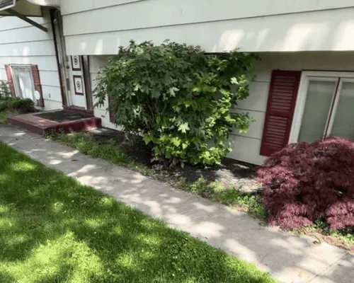 Bush & Hedge Trimming 