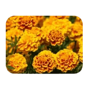 Visipure Ingredients Lutein