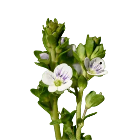 Visipure Ingredients Eyebright