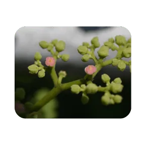 Visipure Ingredients Japanese Knotweed