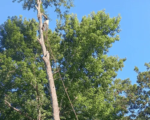 LaPlace, LA Tree Cutting