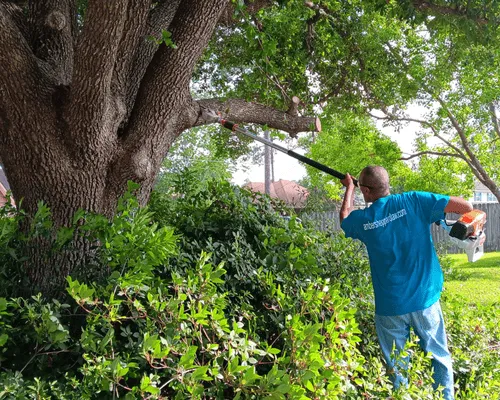 Metairie, LA Tree Cutting