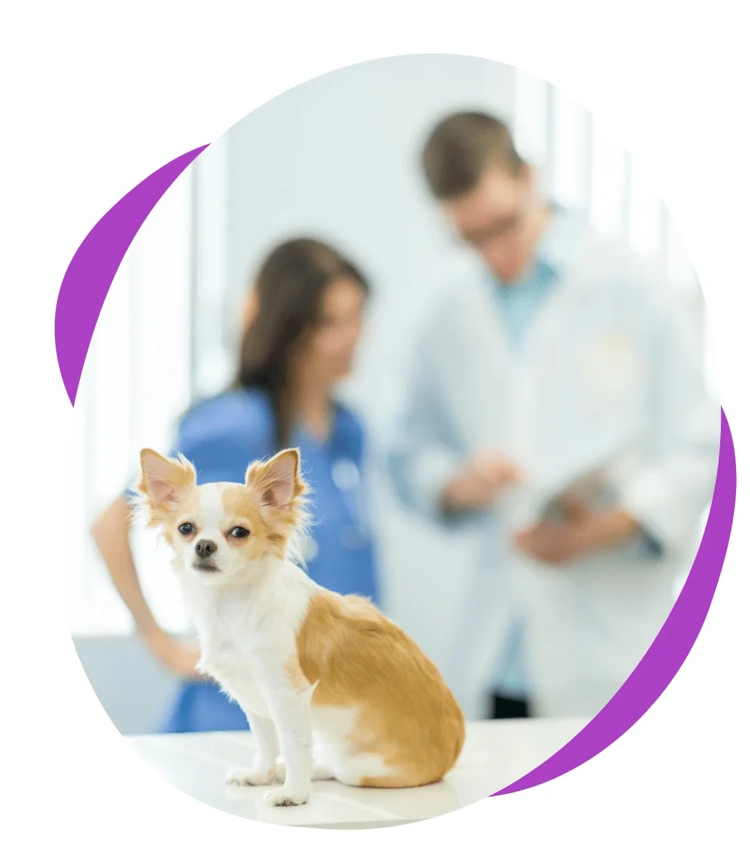 social media veterinary practice