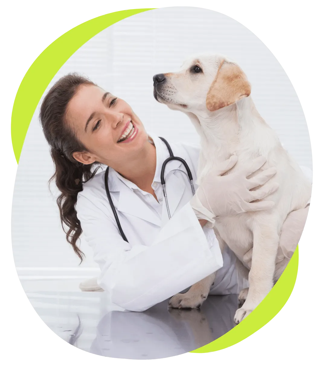 google ads for veterinary clinics