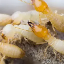 termite control