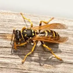 wasp yellow jacket control