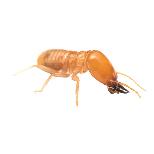 termite control