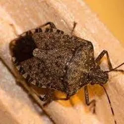 stink bug control